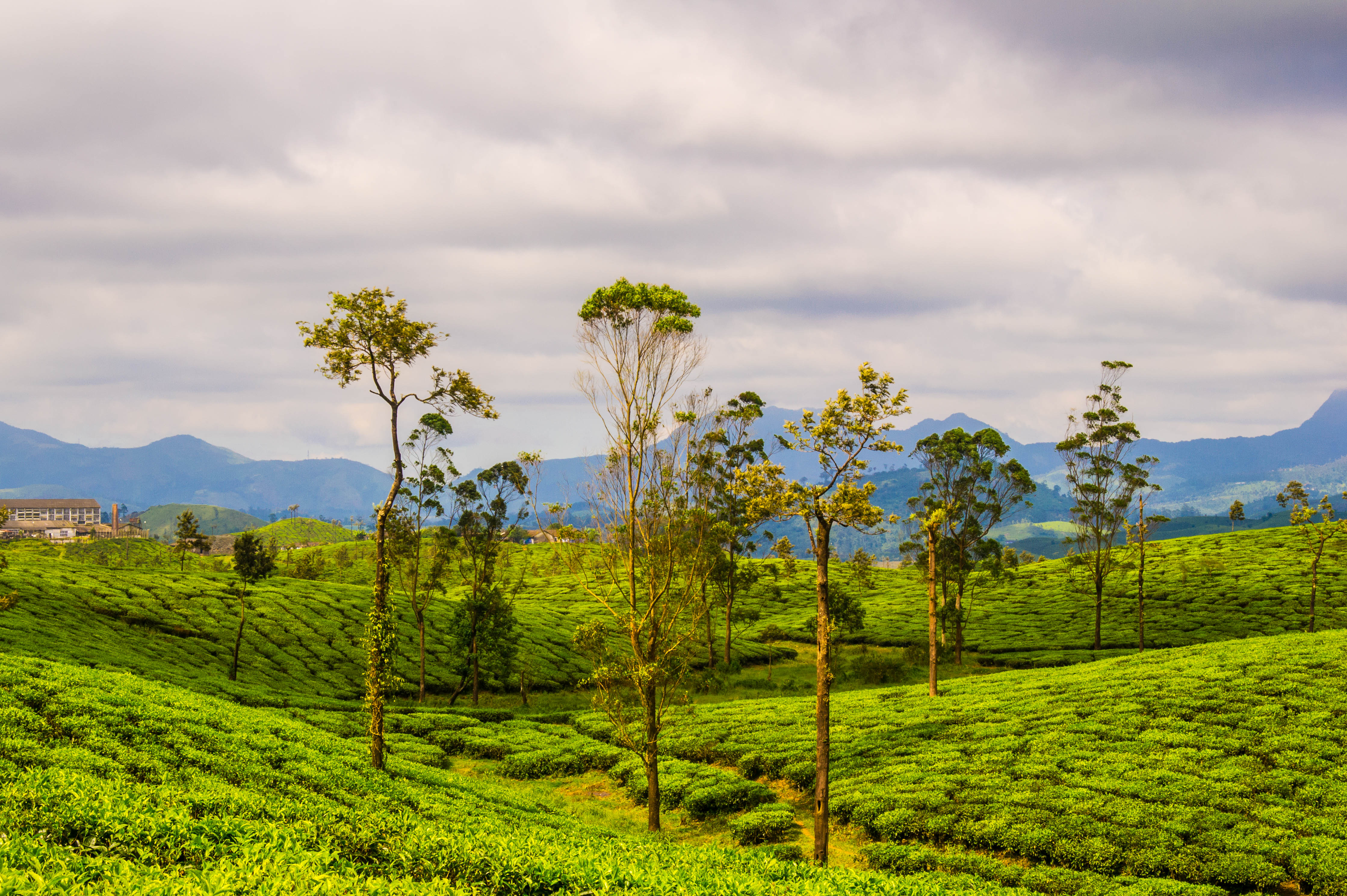 Beautiful image of tea plantations in Valparai sprinkled by big trees in between the tea plants